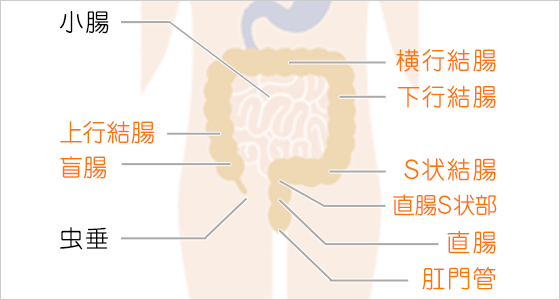 図：大腸の絵